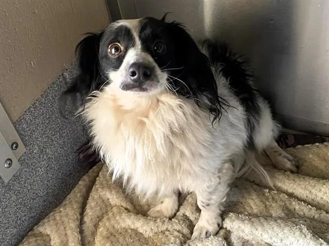A young medium-sized male Dachshund dog named Poppy for adoption in Tustin, CA