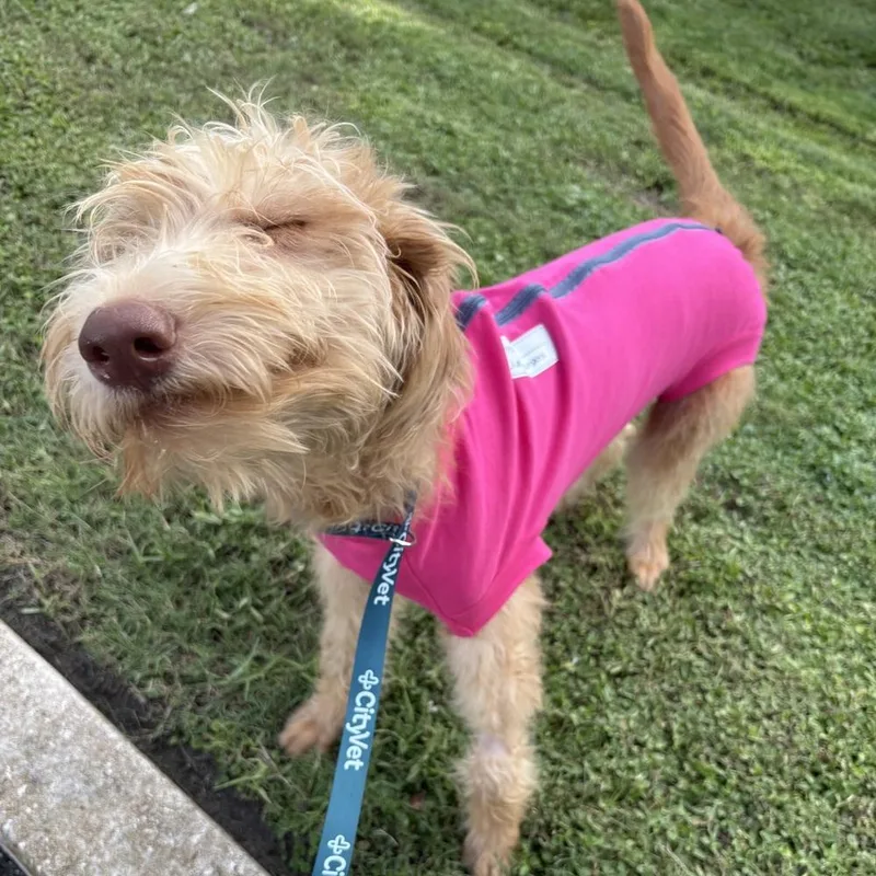 A baby medium-sized female Red / Chestnut / Orange Labradoodle dog named Carrie for adoption in Orlando, FL
