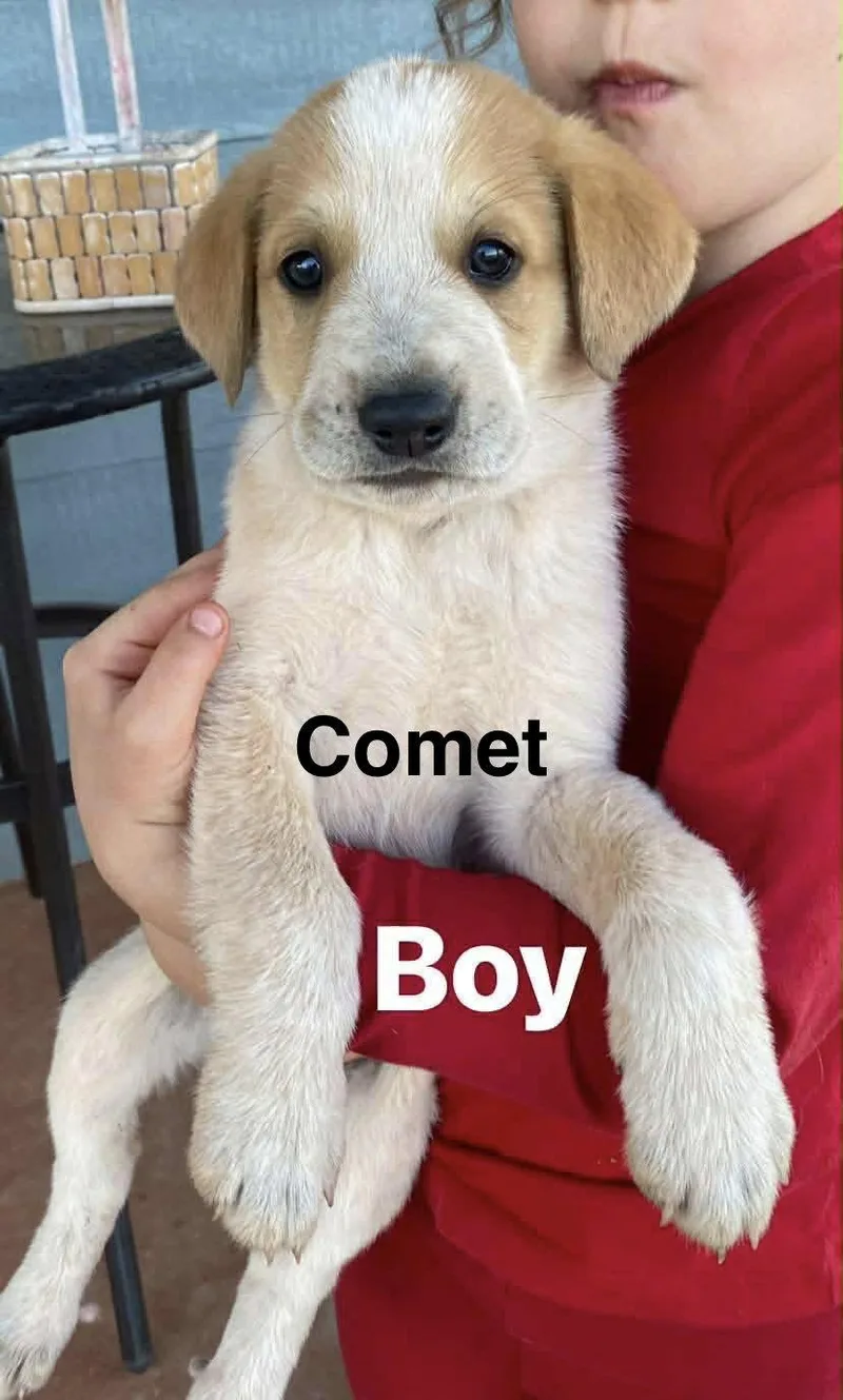 Comet