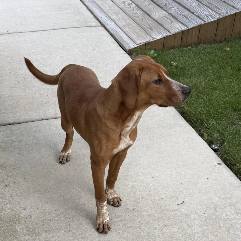 A young medium-sized male Red / Chestnut / Orange Hound dog named Red Panda for adoption in Greensboro, NC