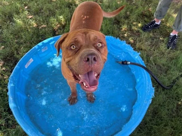 An adult large-sized male Pit Bull Terrier dog named Chase for adoption in Tulsa, OK