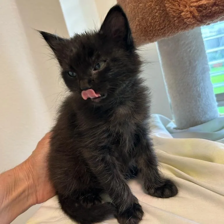 A baby small-sized male Black Domestic Short Hair cat named Thicket for adoption in Houston, TX