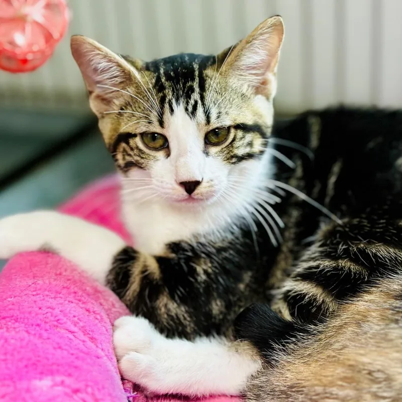 A baby small-sized female Brown / Chocolate Domestic Short Hair cat named Luna for adoption in Lebanon, MO