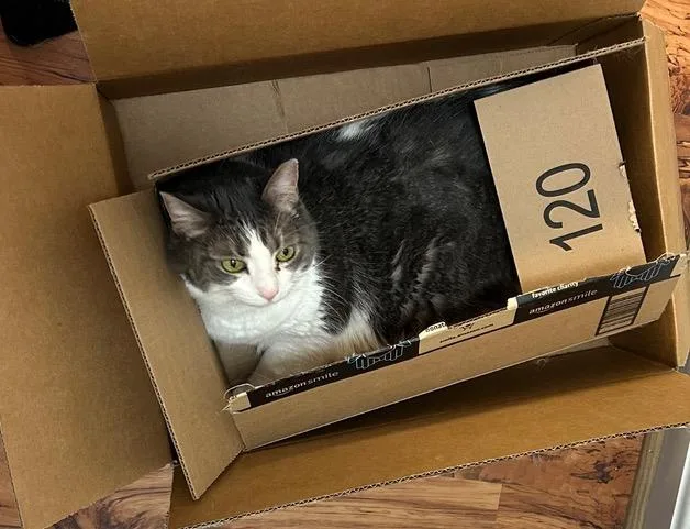 Buttermilk Pie thumbnail 2