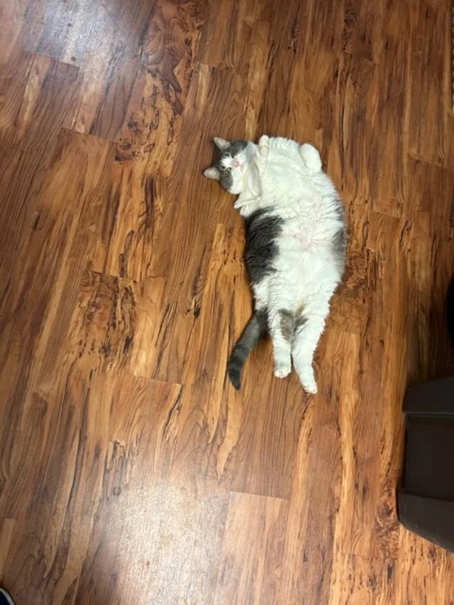 Buttermilk Pie thumbnail 3