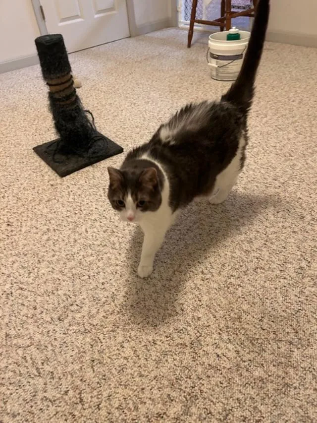 Buttermilk Pie thumbnail 4