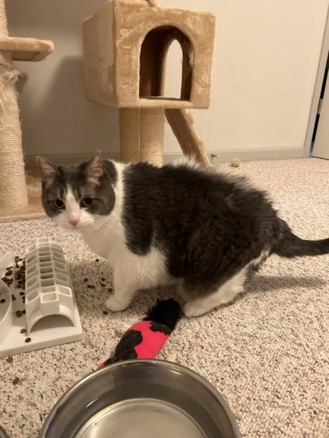 Buttermilk Pie thumbnail 5