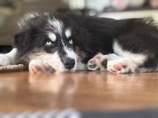 A young medium-sized male Black Aussiedoodle dog named Kevin for adoption in Cincinnati, OH