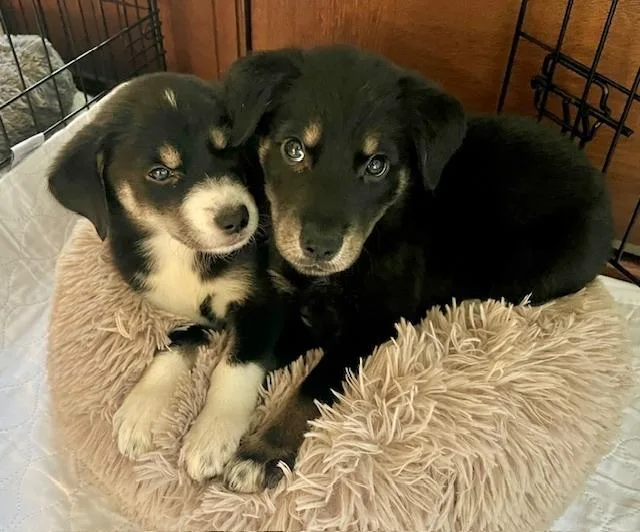 A baby medium-sized male Mixed Breed dog named Emmett Dalton for adoption in Amherst, NY