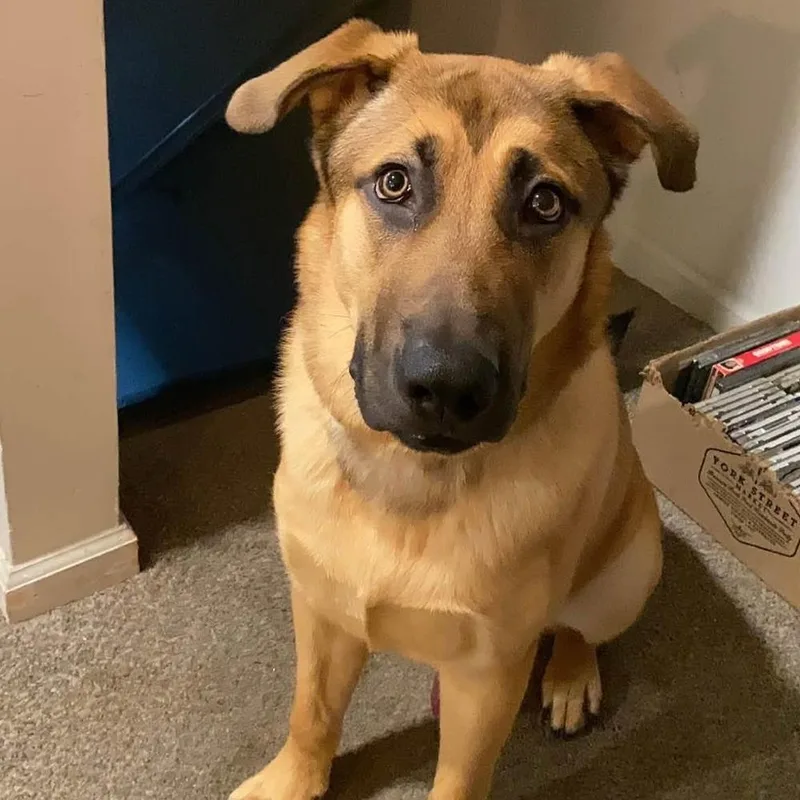 An adult large-sized male Shepherd dog named Brooklyn Boi for adoption in Long Island City, NY