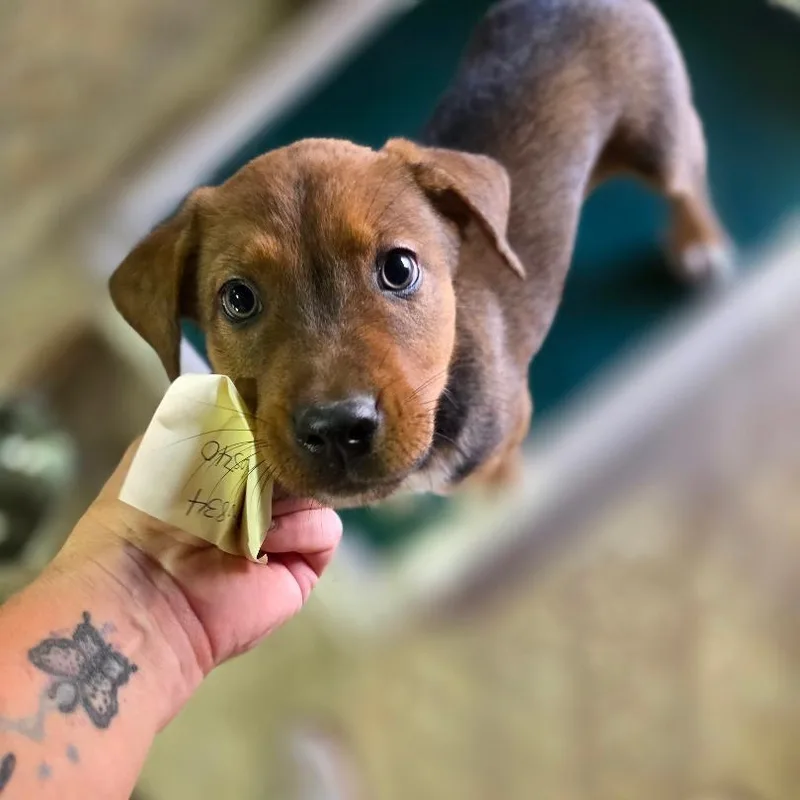 A baby medium-sized male Brown / Chocolate Labrador Retriever dog named Greg for adoption in Oxford, ME