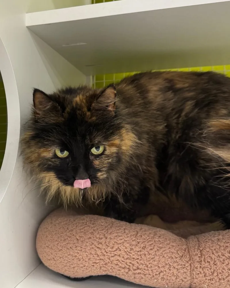 A young medium-sized female Domestic Medium Hair cat named Toosie Two Shoes for adoption in Fort Lupton, CO