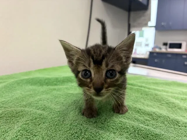 A baby small-sized female Domestic Short Hair cat named Tika for adoption in Pensacola, FL