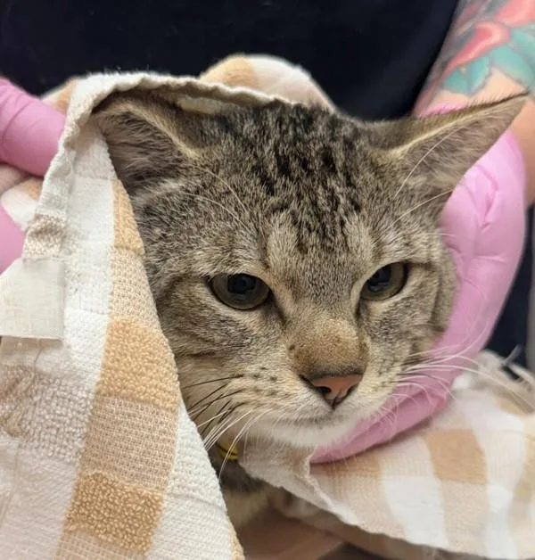 An adult medium-sized male Domestic Short Hair cat named Oberon for adoption in El Cajon, CA