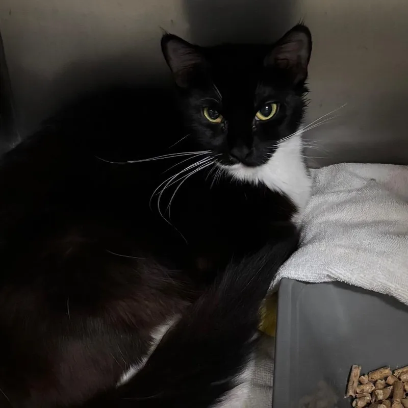 A young medium-sized female Black Domestic Medium Hair cat named Mamma Mia for adoption in Morgan Hill, CA