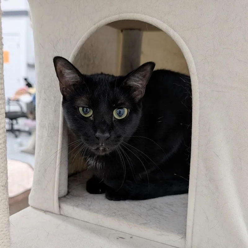 A young medium-sized female Black Domestic Short Hair cat named Noir for adoption in West Palm Beach, FL