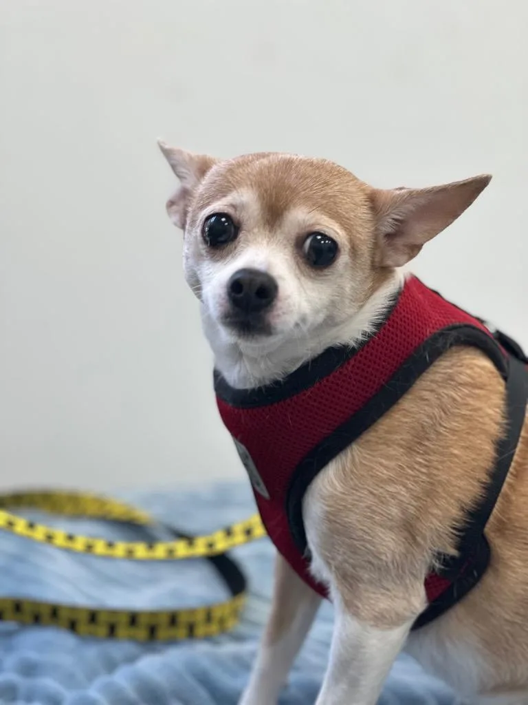 A senior small-sized female Chihuahua dog named Diamond for adoption in Cambridge, MD