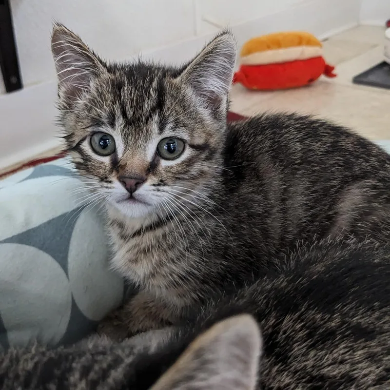 A baby small-sized male Brown / Chocolate Domestic Short Hair cat named Key Lime Pl for adoption in Union, MO