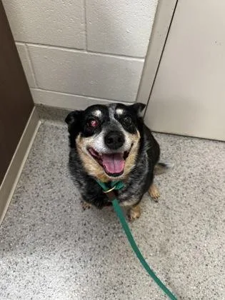 A senior medium-sized female Cattle Dog dog named Weasel for adoption in Fishers, IN