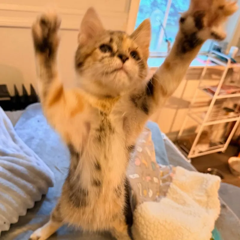 A baby small-sized female Calico Domestic Short Hair cat named Source of Chaos for adoption in Fredericksburg, VA