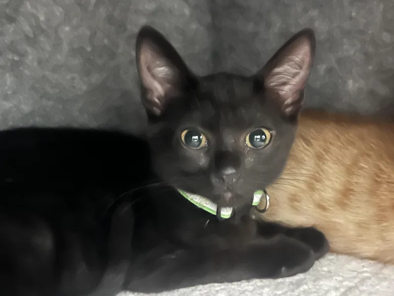 A baby medium-sized female Black Domestic Short Hair cat named Julia for adoption in Lauderhill, FL