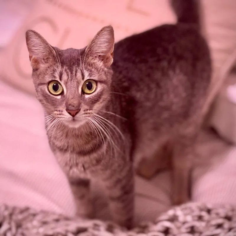 A young medium-sized female Domestic Short Hair cat named Kanoodle for adoption in West Palm Beach, FL
