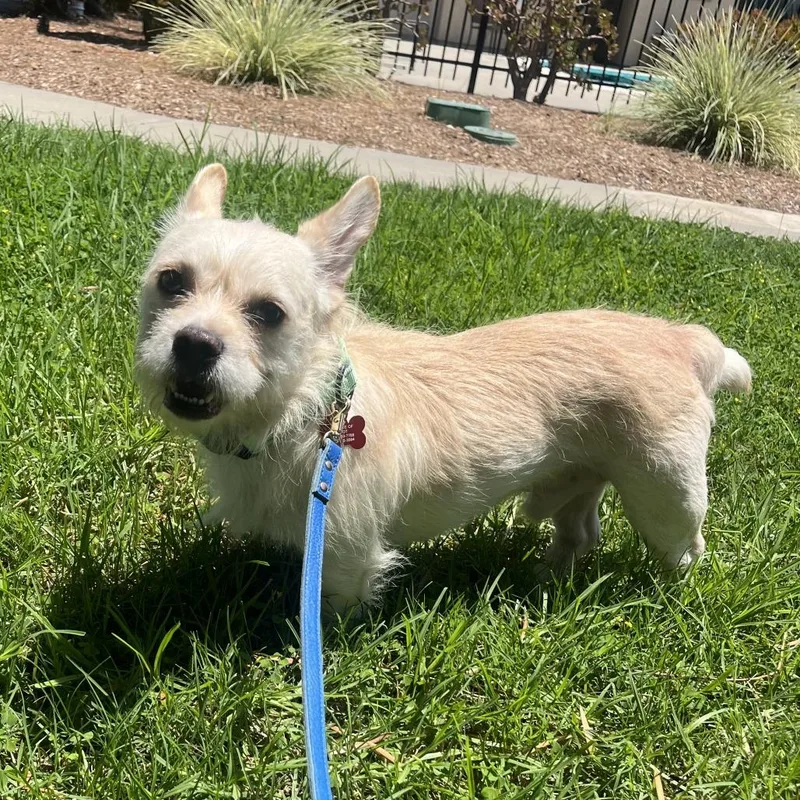 A young small-sized male White / Cream French Bulldog dog named Grin for adoption in Oceanside, CA