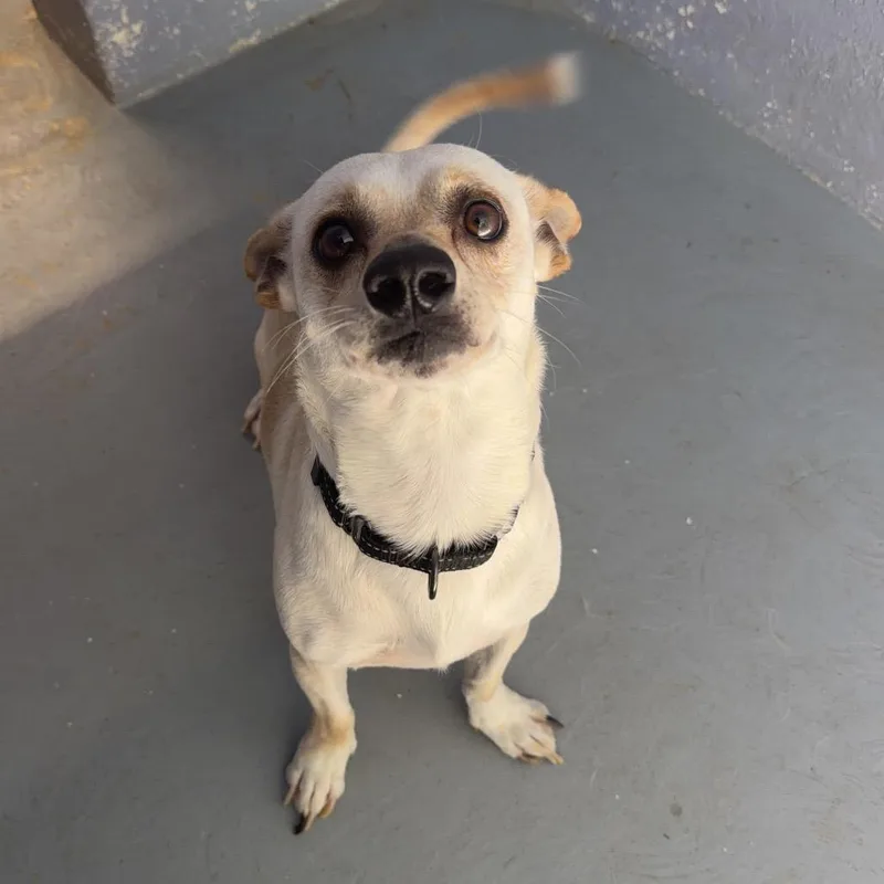 An adult small-sized male White / Cream Chihuahua dog named Banjo for adoption in Kyle, TX