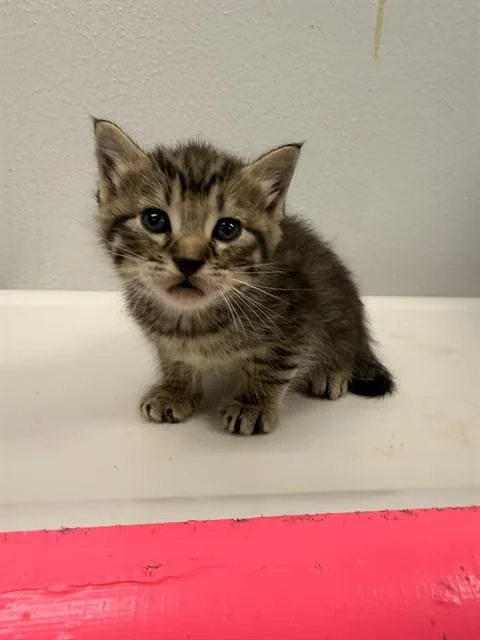 A baby small-sized male Domestic Short Hair cat named Cyborg for adoption in Corpus Christi, TX