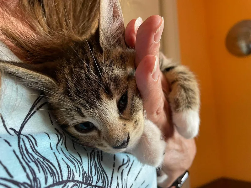 A baby medium-sized male Tabby (Brown / Chocolate) Domestic Short Hair cat named Slugger for adoption in Chicago, IL