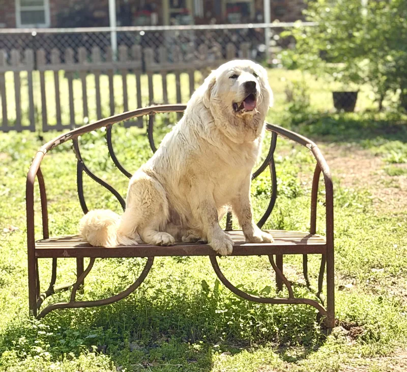 A young extra large-sized male Great Pyrenees dog named Forrest for adoption in Fosters, AL