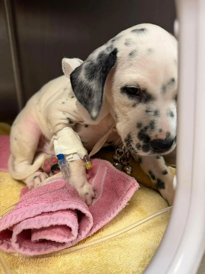 A baby medium-sized male Dalmatian dog named Lima Beans for adoption in Alpharetta, GA