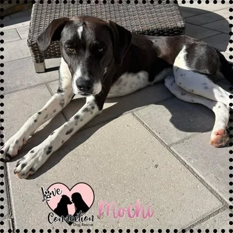 A young medium-sized female Black Pointer dog named Mochi for adoption in Gilbert, AZ