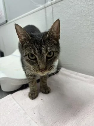 An adult small-sized female Domestic Short Hair cat named Ivy for adoption in West Chester, PA