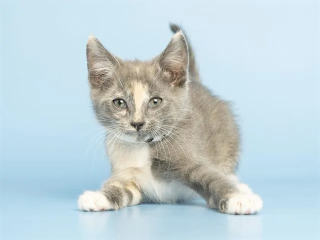 A baby small-sized female Domestic Short Hair cat named Nova for adoption in Phoenix, AZ