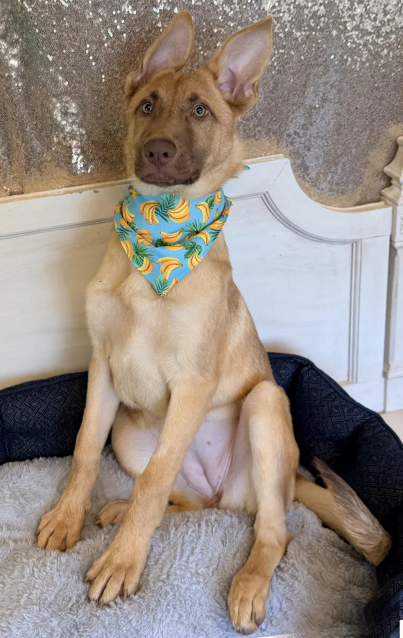 A young large-sized female Yellow / Tan / Blond / Fawn German Shepherd Dog dog named Gwen for adoption in Phoenix, AZ
