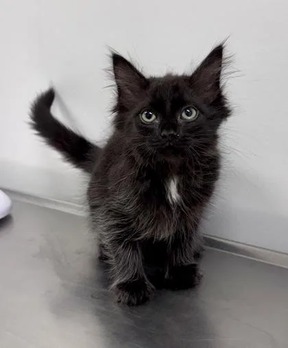 A baby small-sized female Black Domestic Medium Hair cat named Gouda at PetSmart in for adoption in Bishop, GA