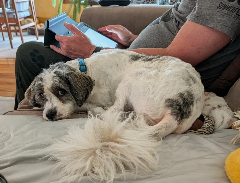 A young small-sized male Spaniel dog named Bruno for adoption in Whitewater, WI