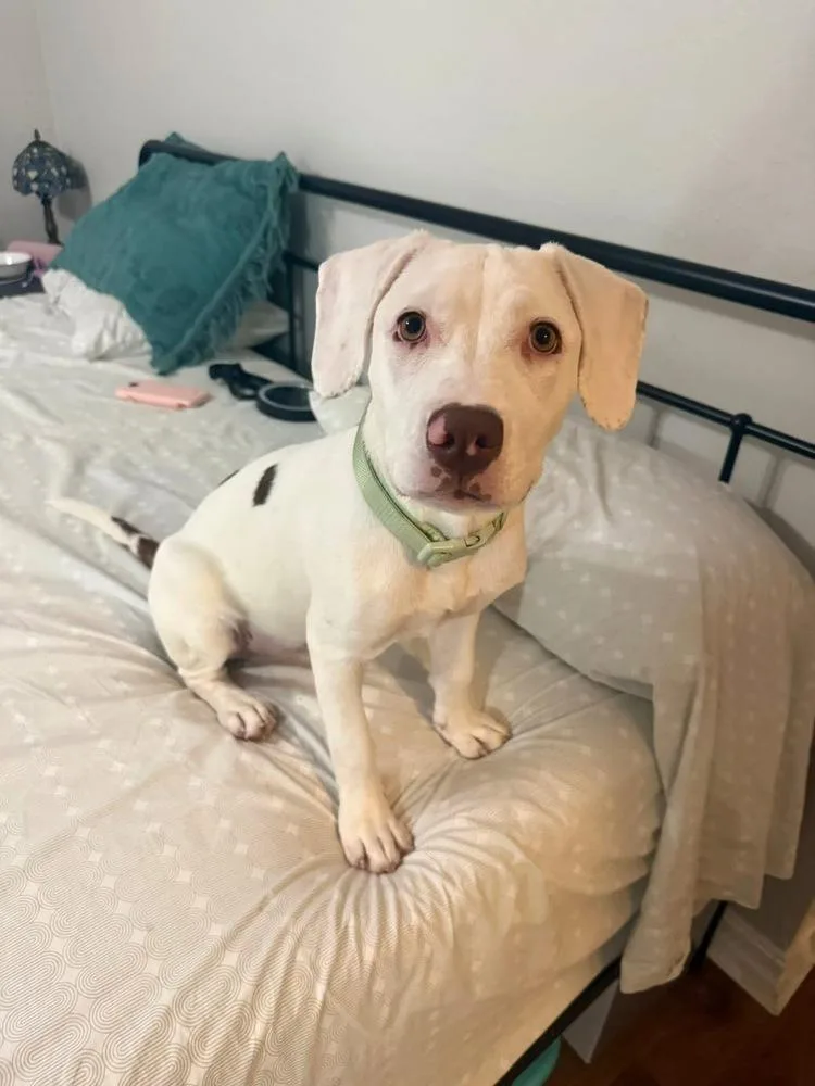 A baby medium-sized female White / Cream Pit Bull Terrier dog named Millie for adoption in Shawnee, OK