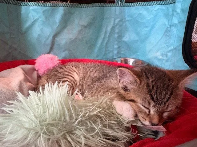 A baby medium-sized male Domestic Short Hair cat named Teddy for adoption in Herndon, VA