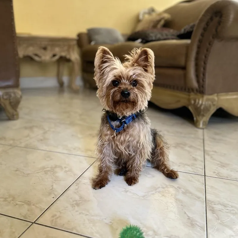 Snickers thumbnail 2