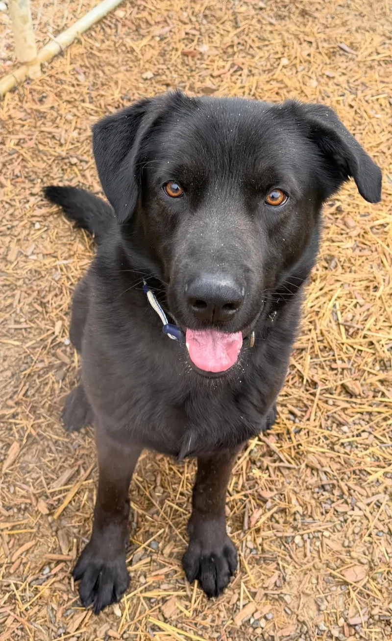 An adult large-sized male Black Black Labrador Retriever dog named Roscoe for adoption in Warren, OH