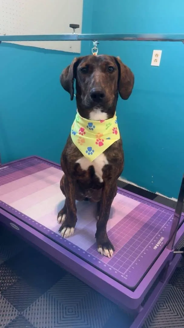 A young medium-sized female Basset Hound dog named Penny for adoption in SPRINGFIELD, OH