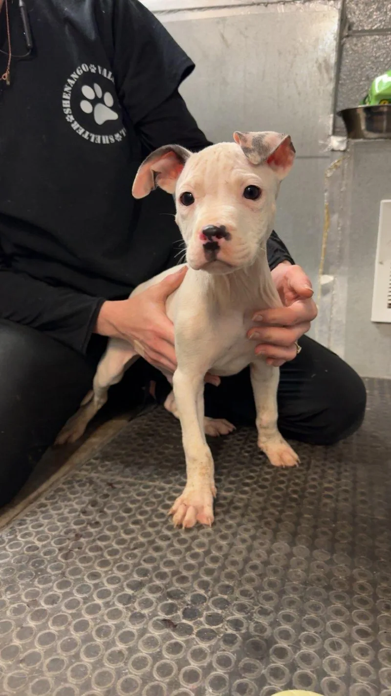 A baby small-sized male Pit Bull Terrier dog named Legend for adoption in Hermitage, PA