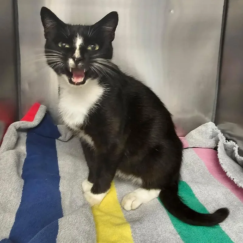 An adult medium-sized female Black Domestic Short Hair cat named Juno for adoption in Martinsville, VA