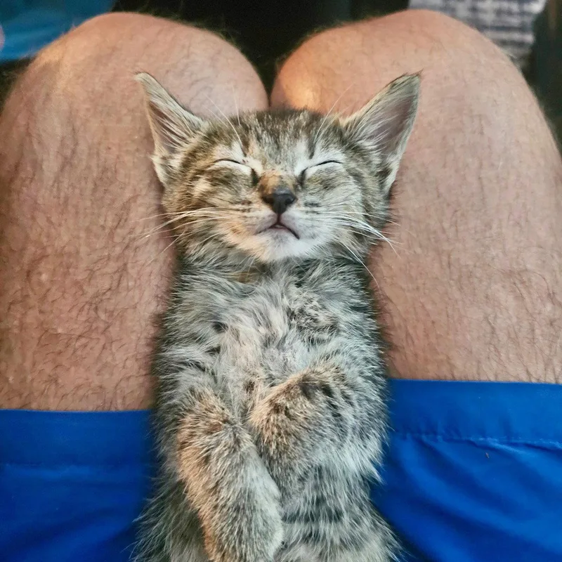 A baby medium-sized female Domestic Short Hair cat named Bella for adoption in Herndon, VA