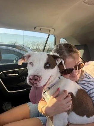 An adult large-sized female White / Cream Pit Bull Terrier dog named Saphira for adoption in Kansas City, MO