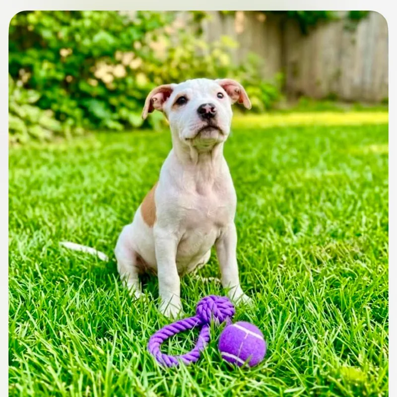 A baby medium-sized male White / Cream Pit Bull Terrier dog named Walker Hayes for adoption in Joliet, IL