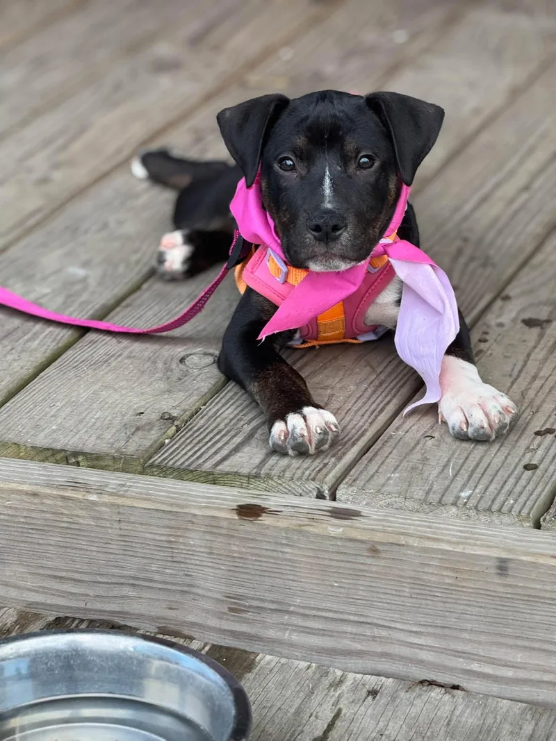 Willow Brynns litter thumbnail 3