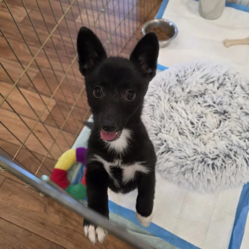 Pip